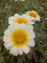 MarigoldPlants